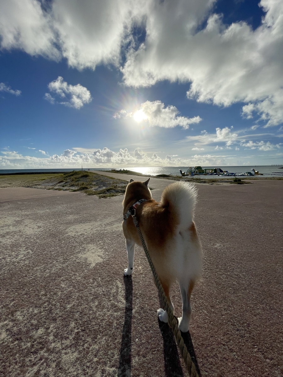 空と海と犬