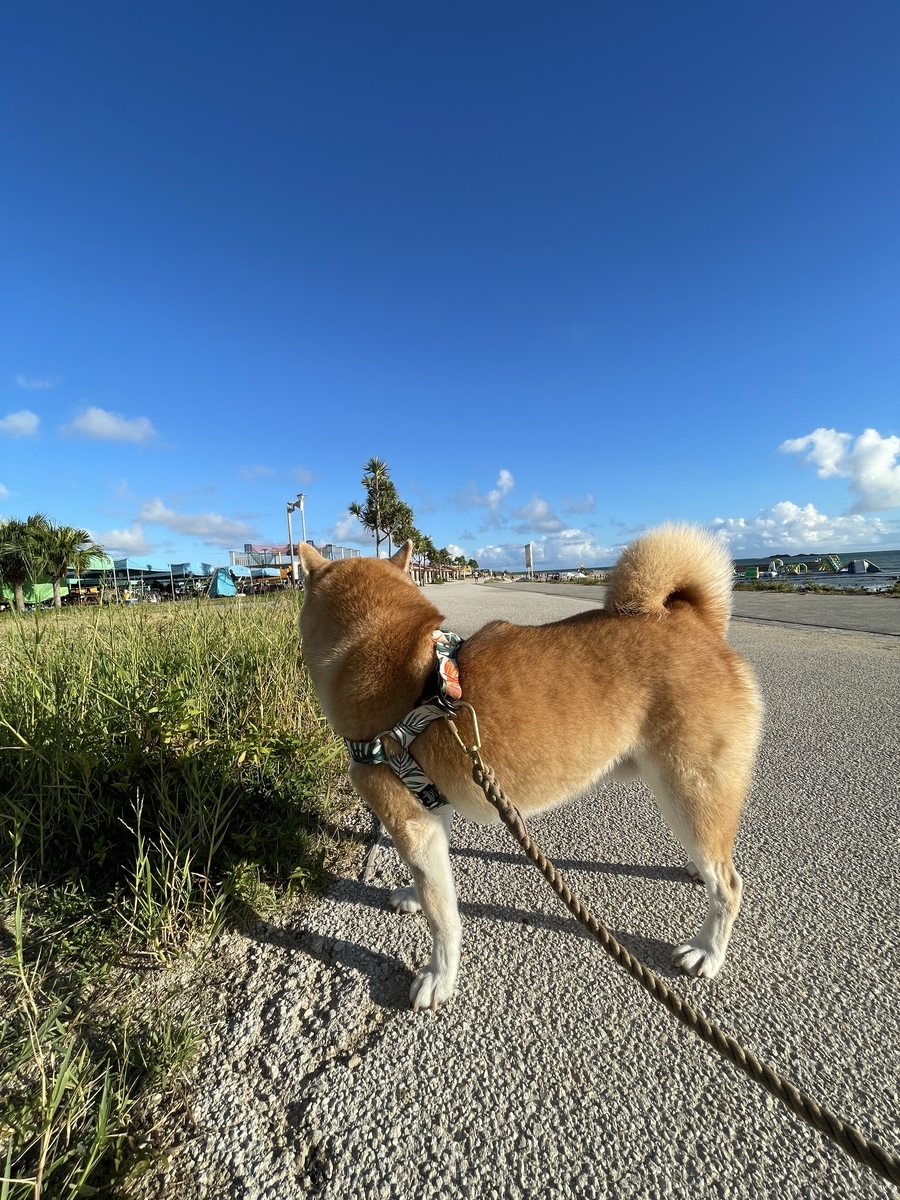 犬の後ろ姿