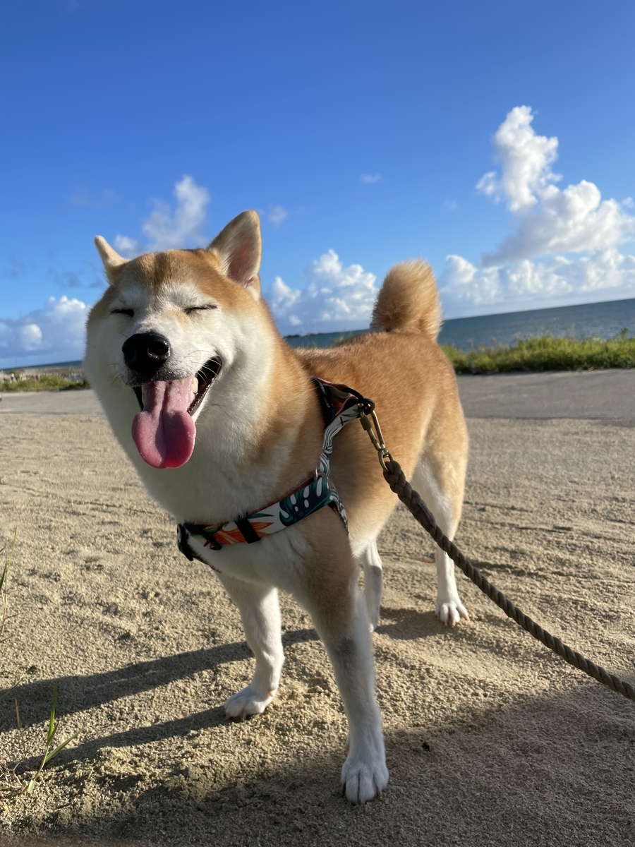 舌を出す犬