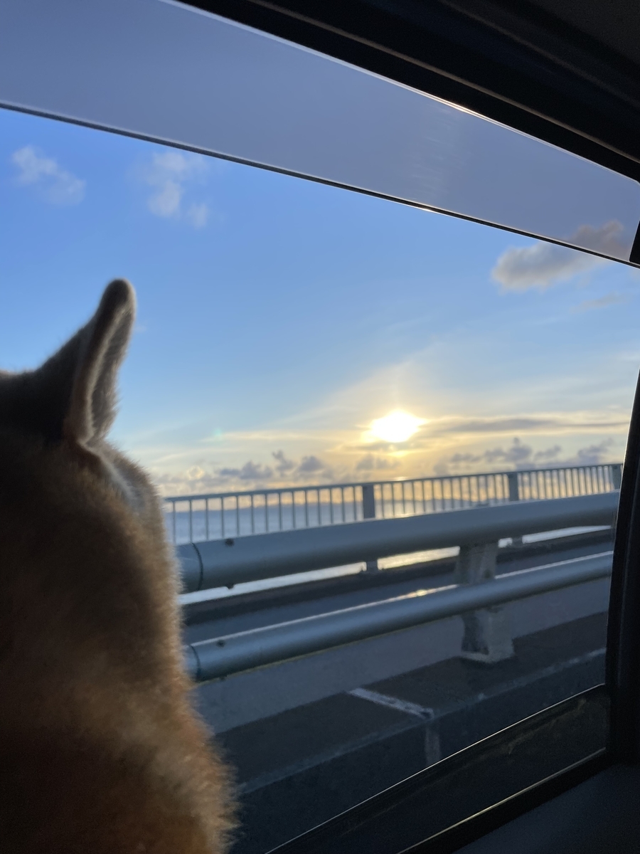 夕日と犬