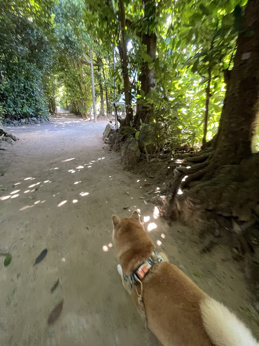 散歩する犬
