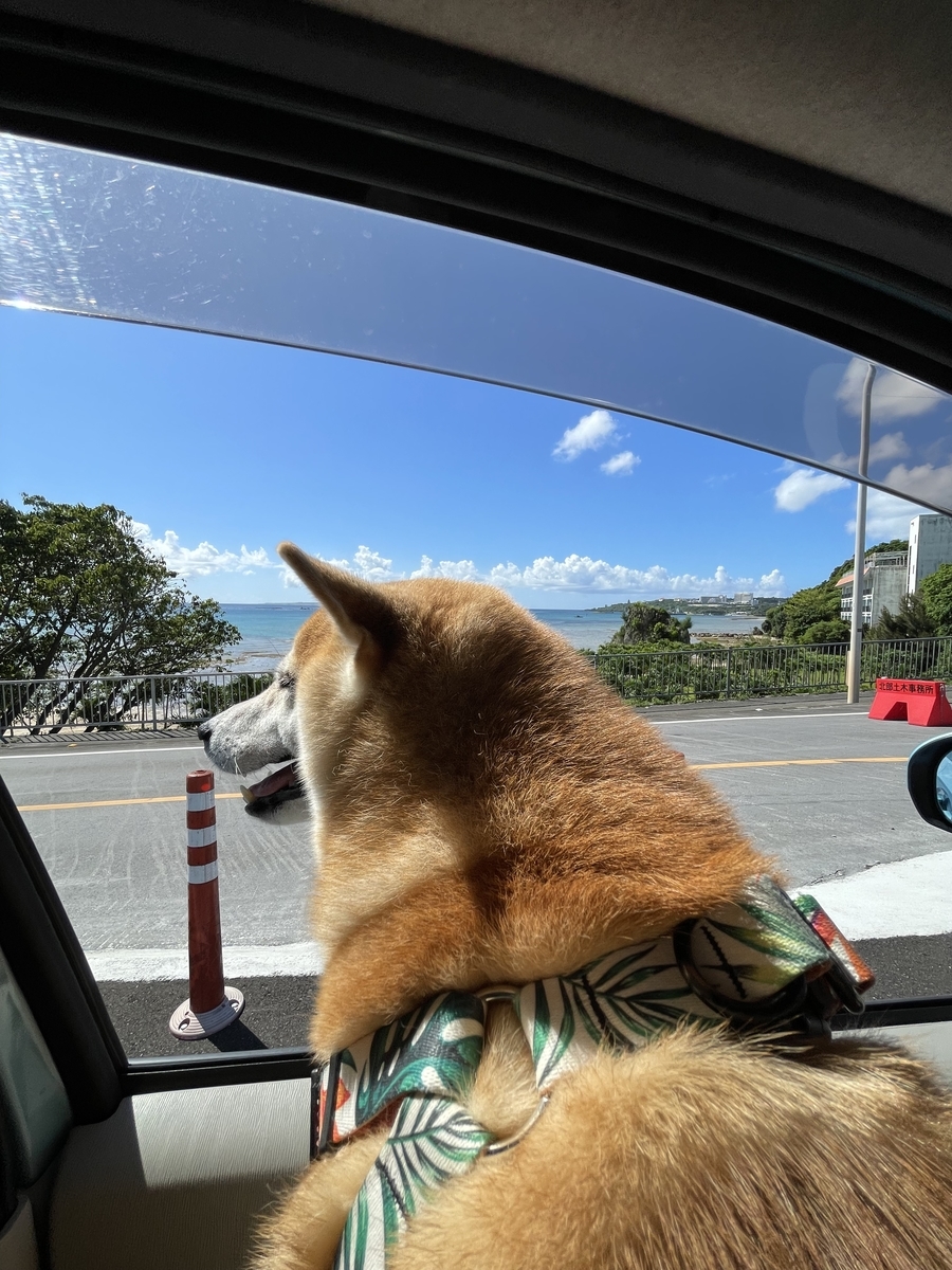 ドライブする犬