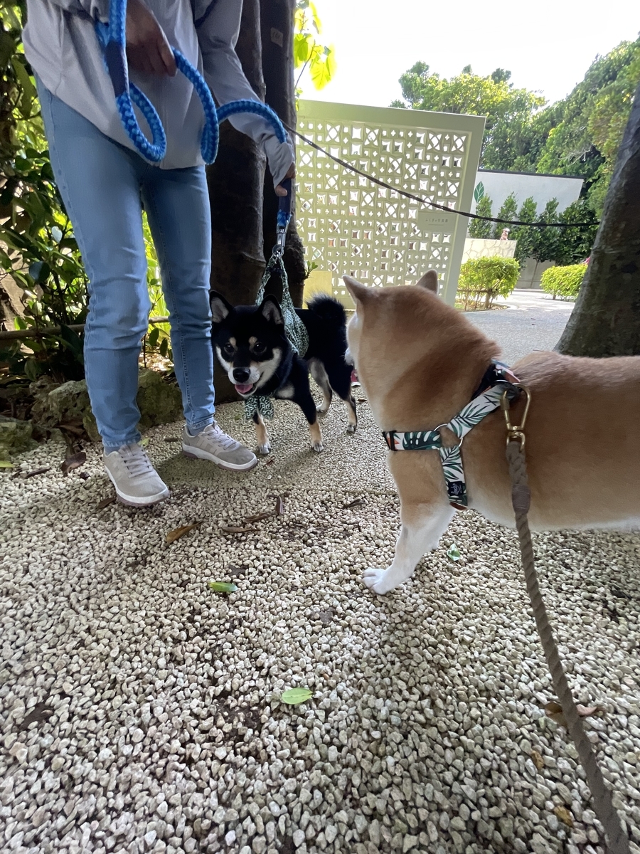 散歩する犬