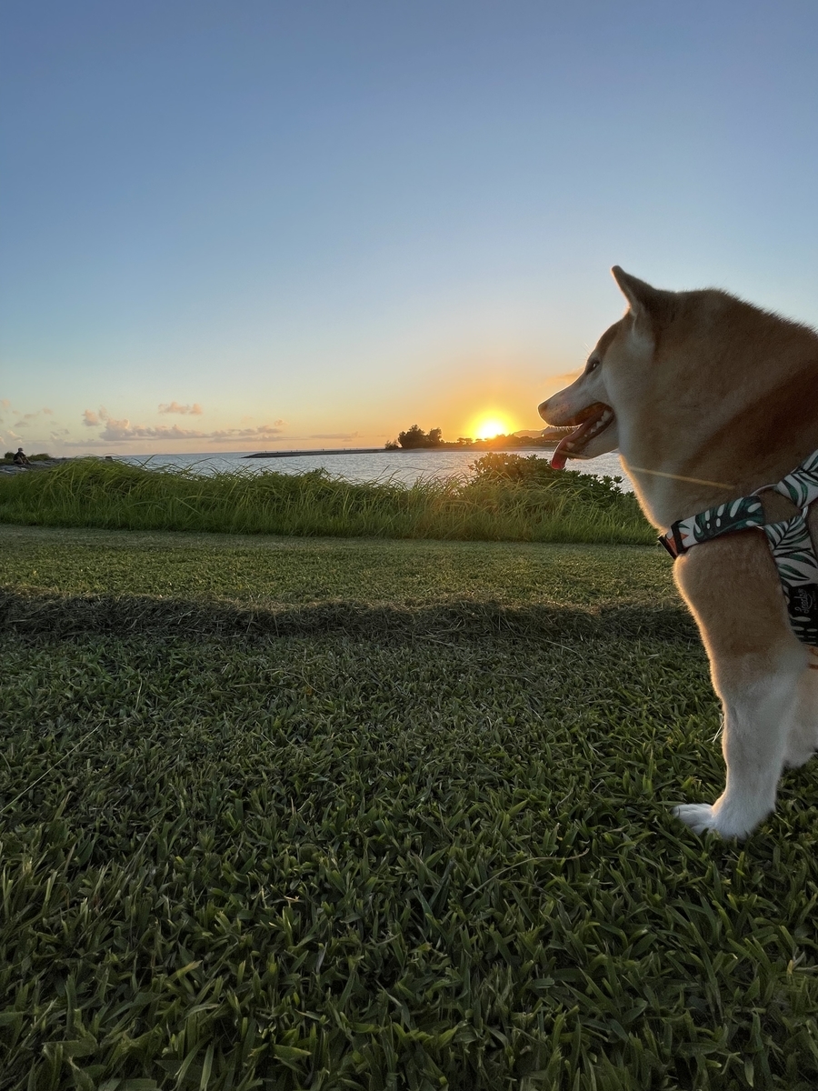 犬と夕日