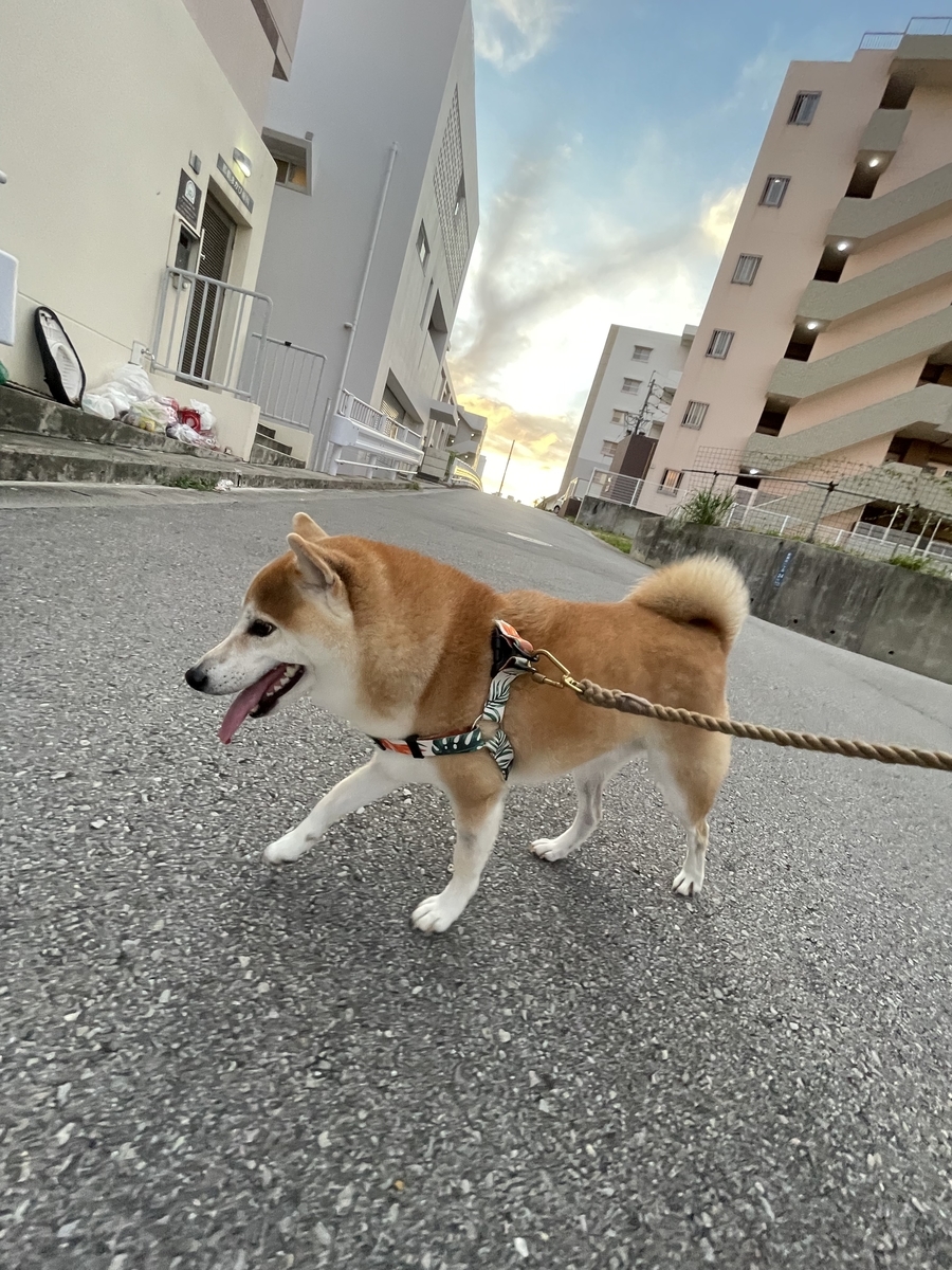 散歩する犬