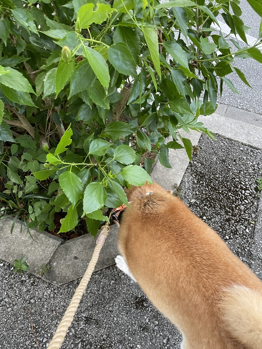 草むらに突っ込む犬