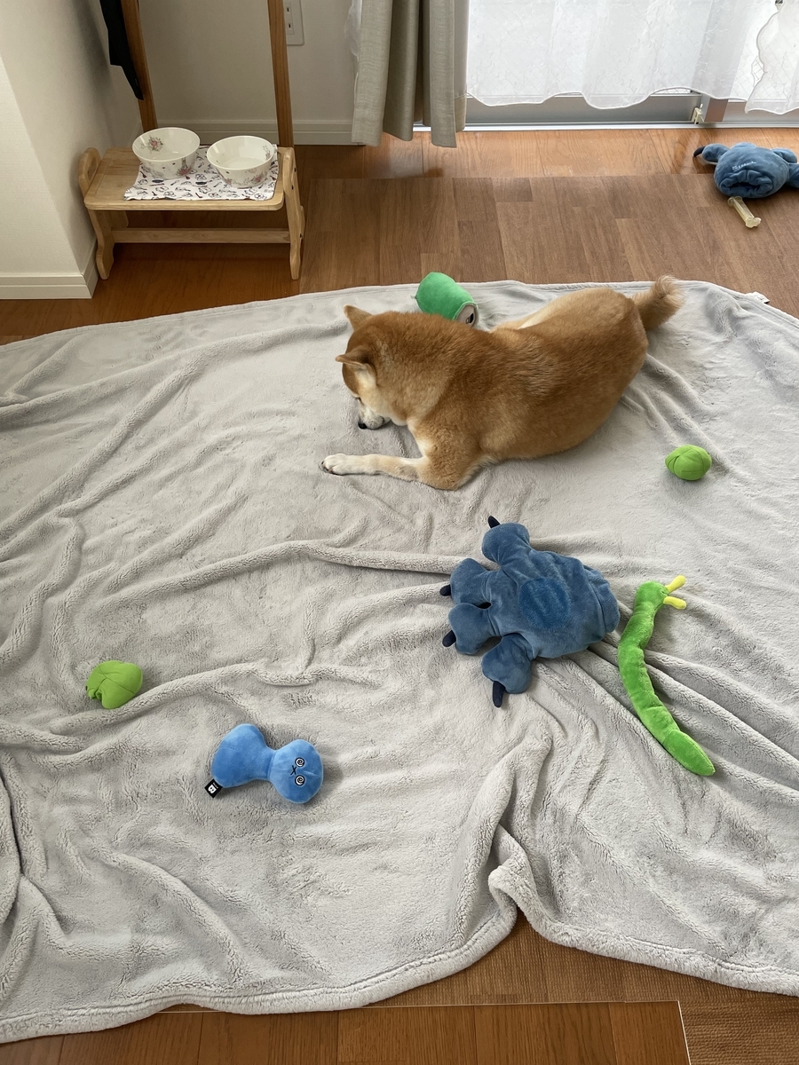 おもちゃと犬