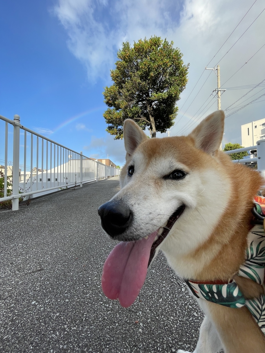 犬と虹