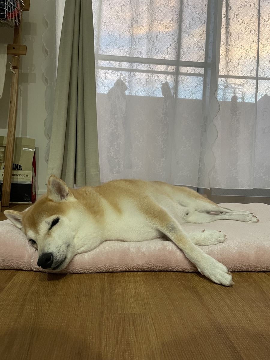 ぐったりする犬