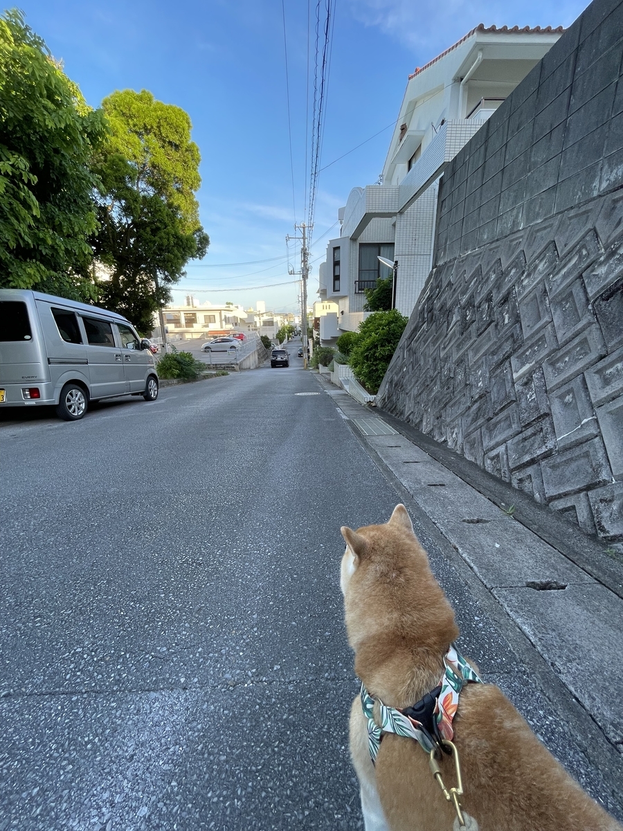 散歩する犬