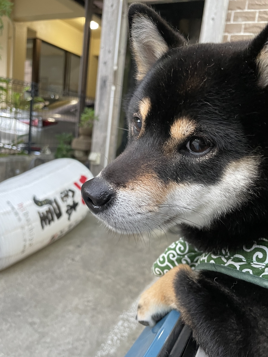 こちらを見る犬