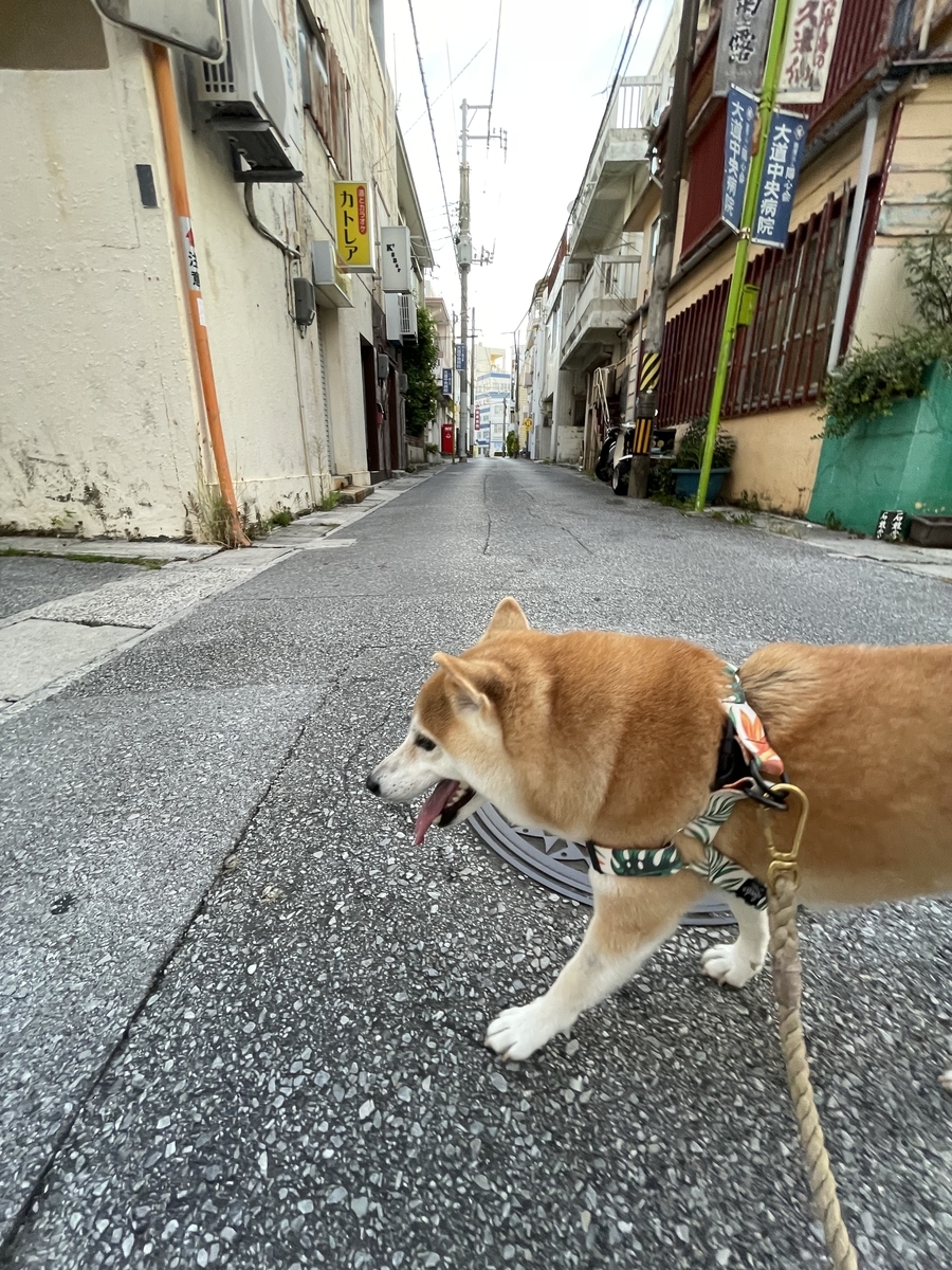 散歩する犬
