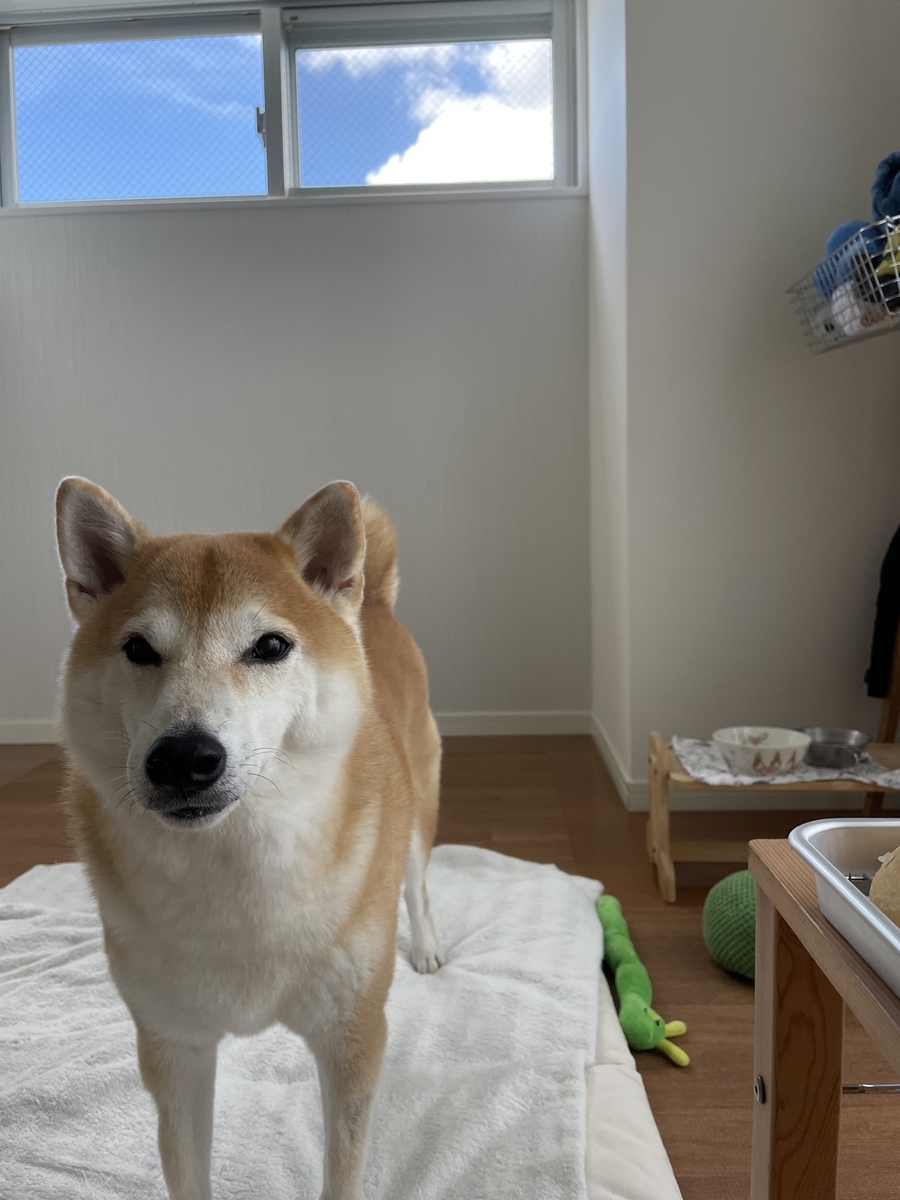 見つめる犬