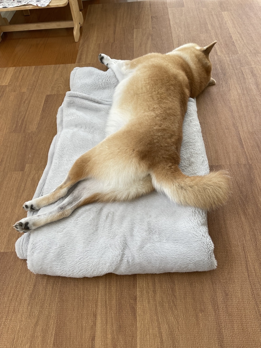 眠る犬