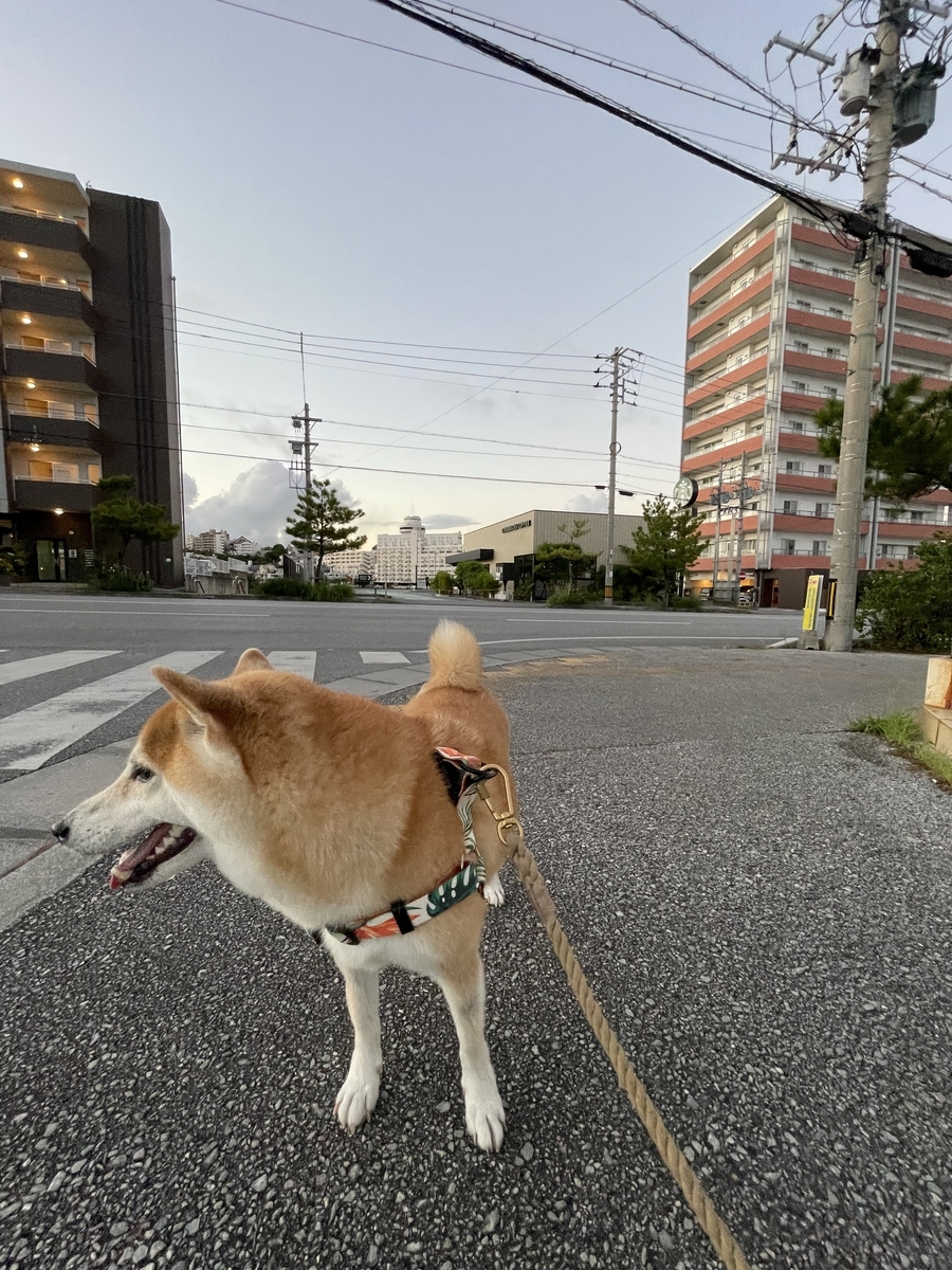 散歩する犬