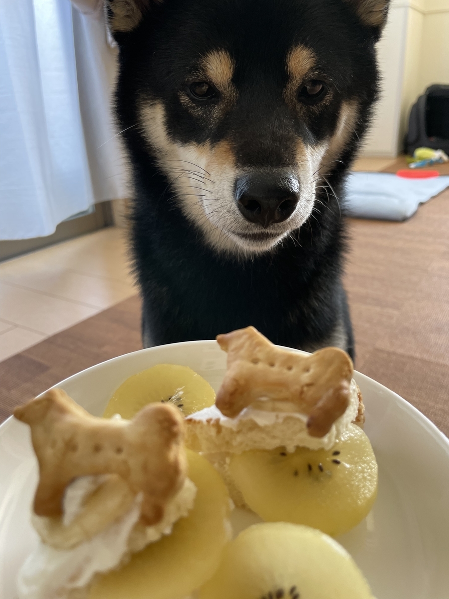 ケーキと犬