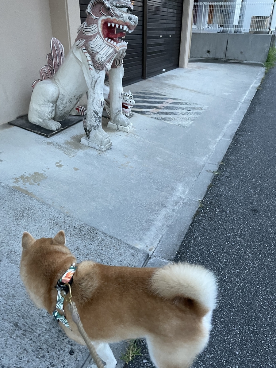 シーサーと犬