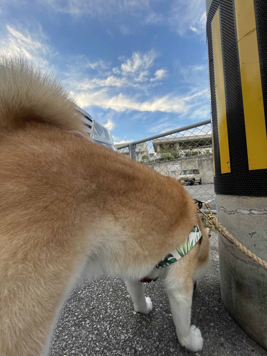 電柱と犬