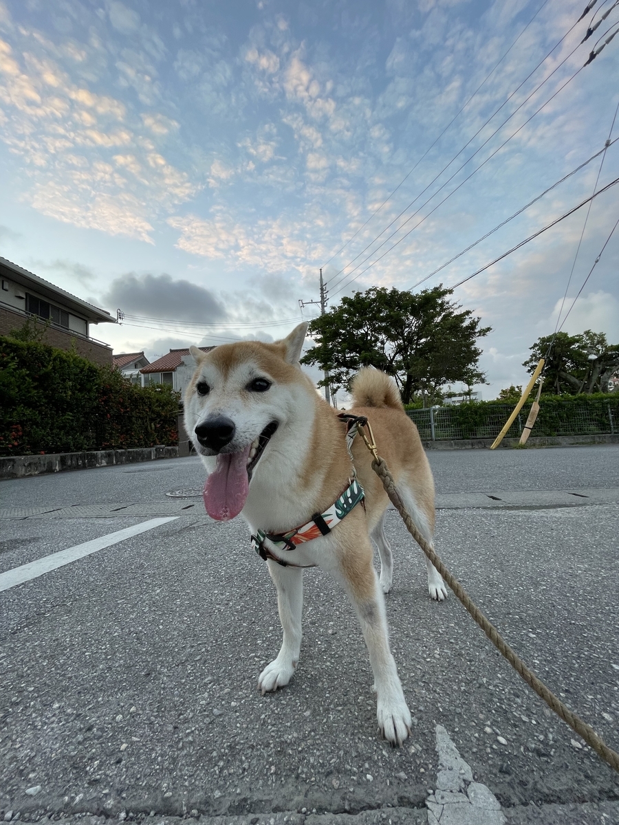 散歩する犬
