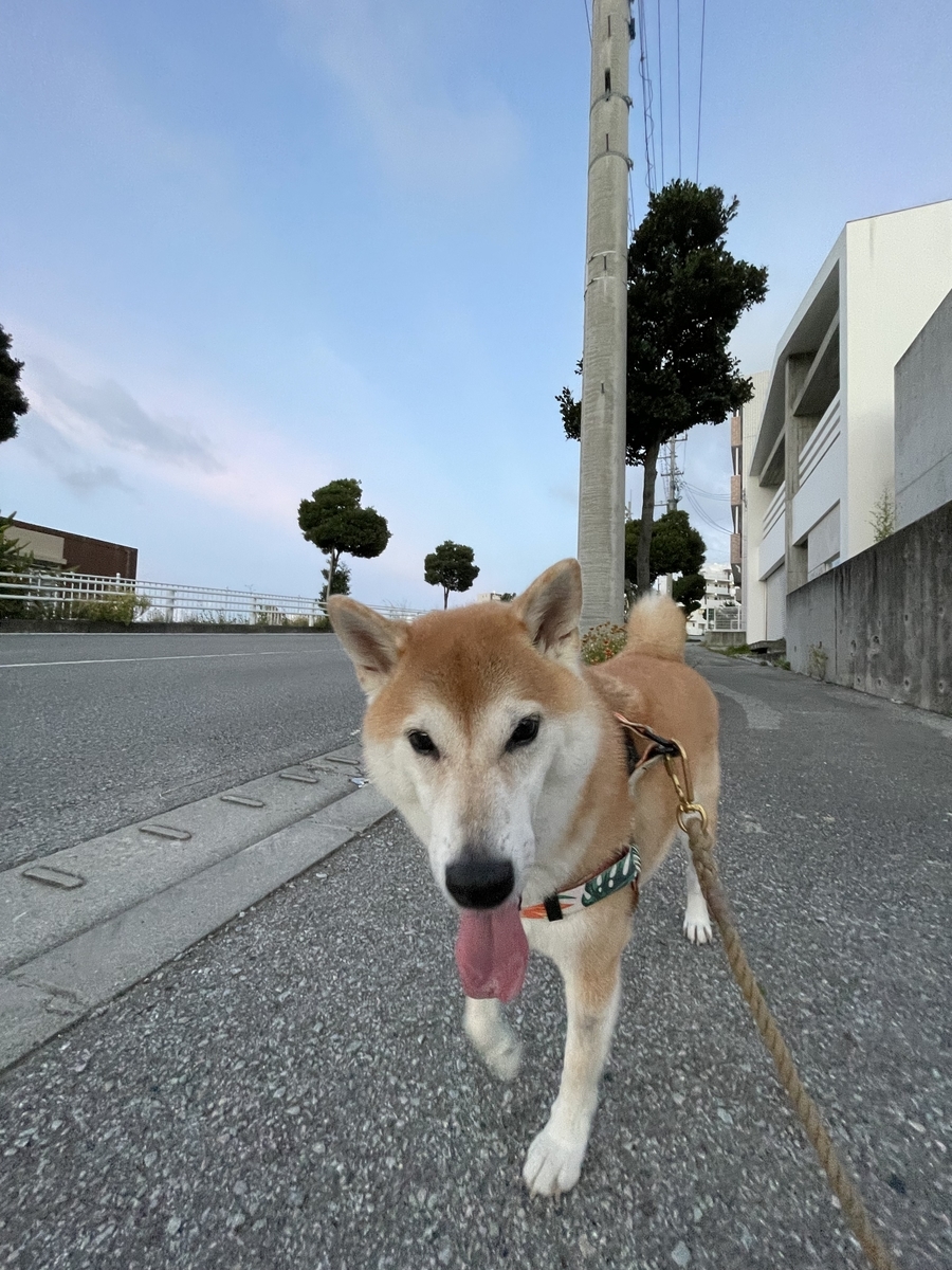 散歩する犬