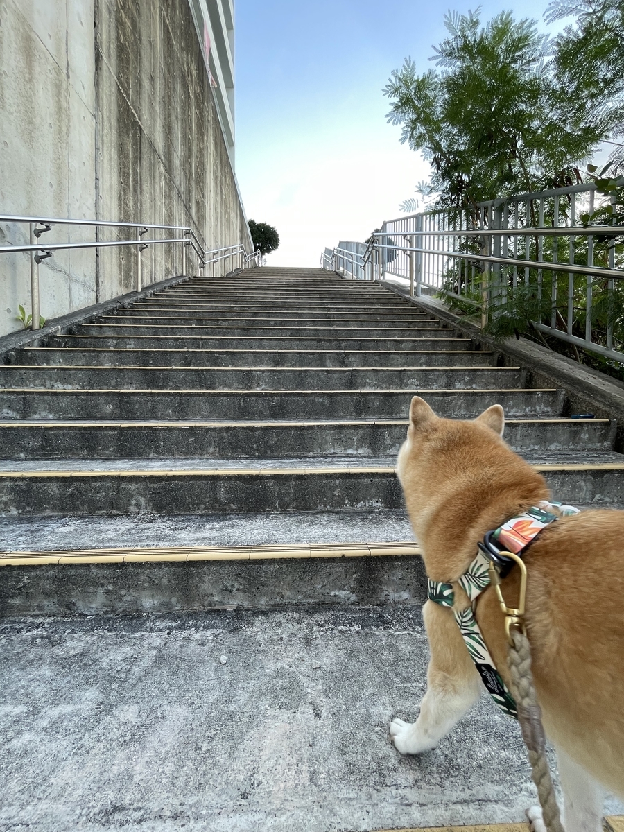 階段と犬