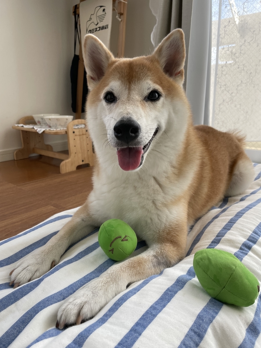 笑う犬