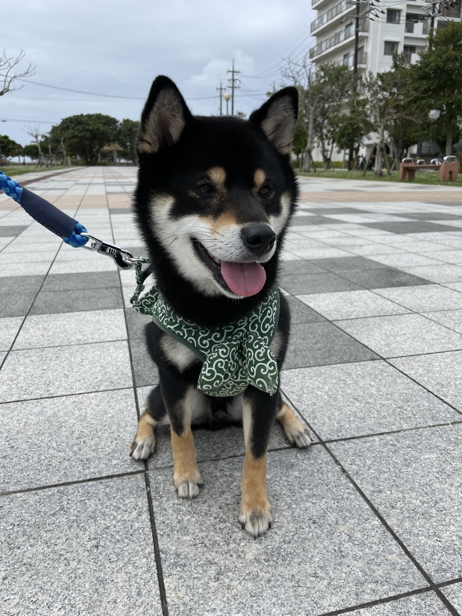 座る犬