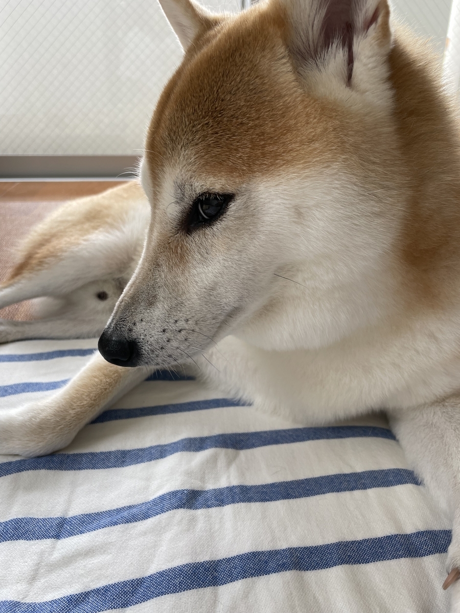 横目の犬