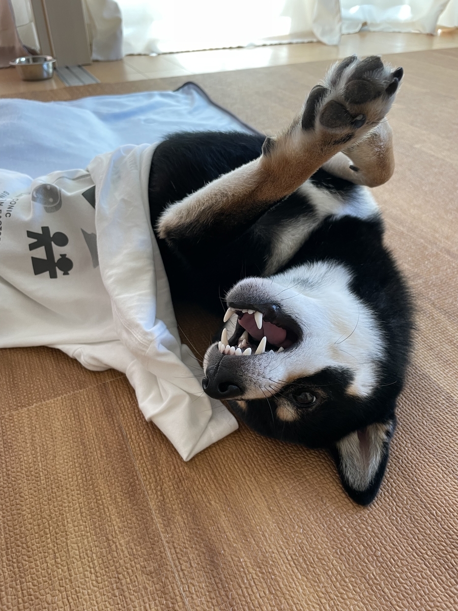 仰向けの犬