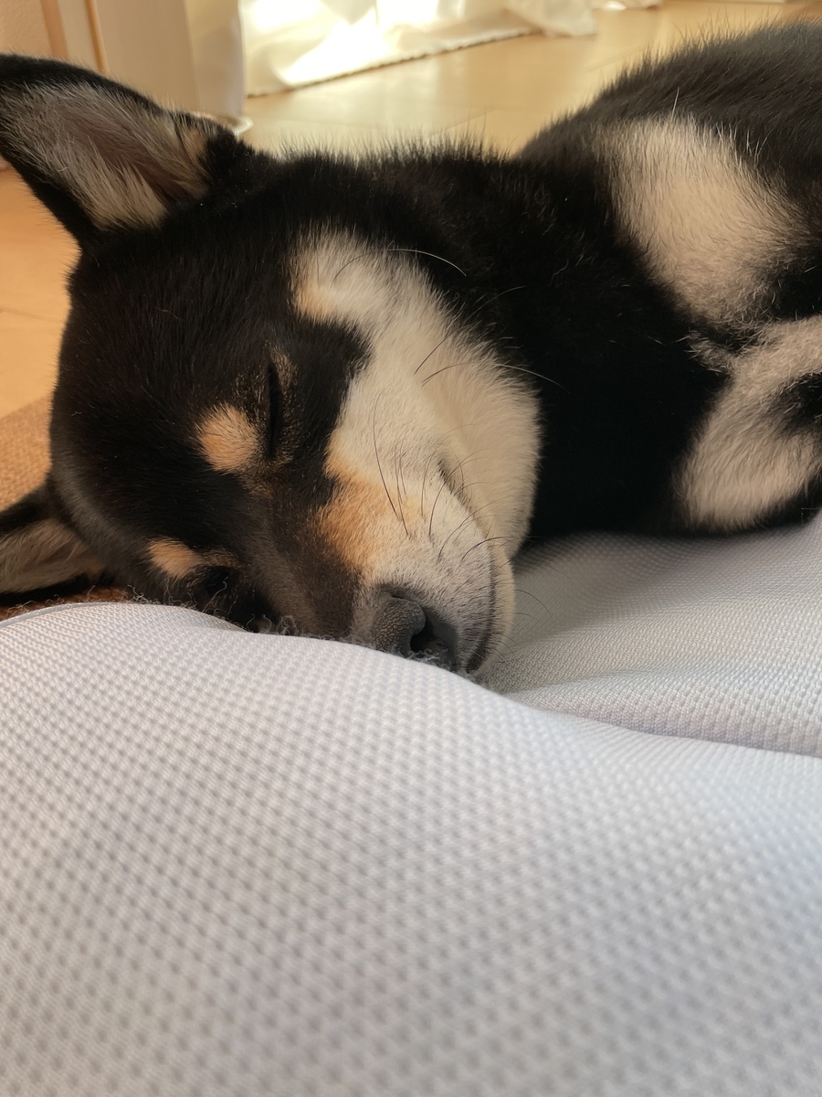 眠る犬