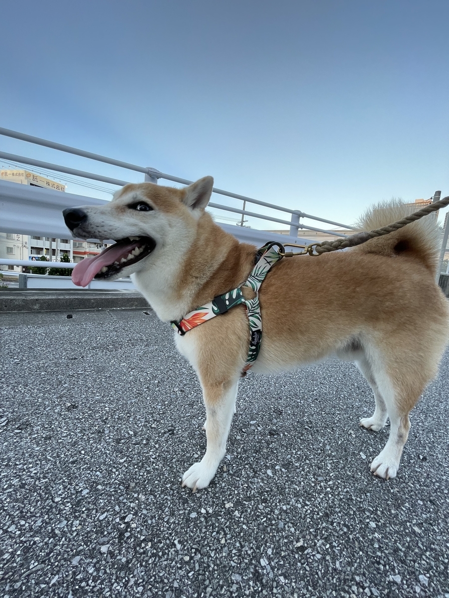 横目で見る犬