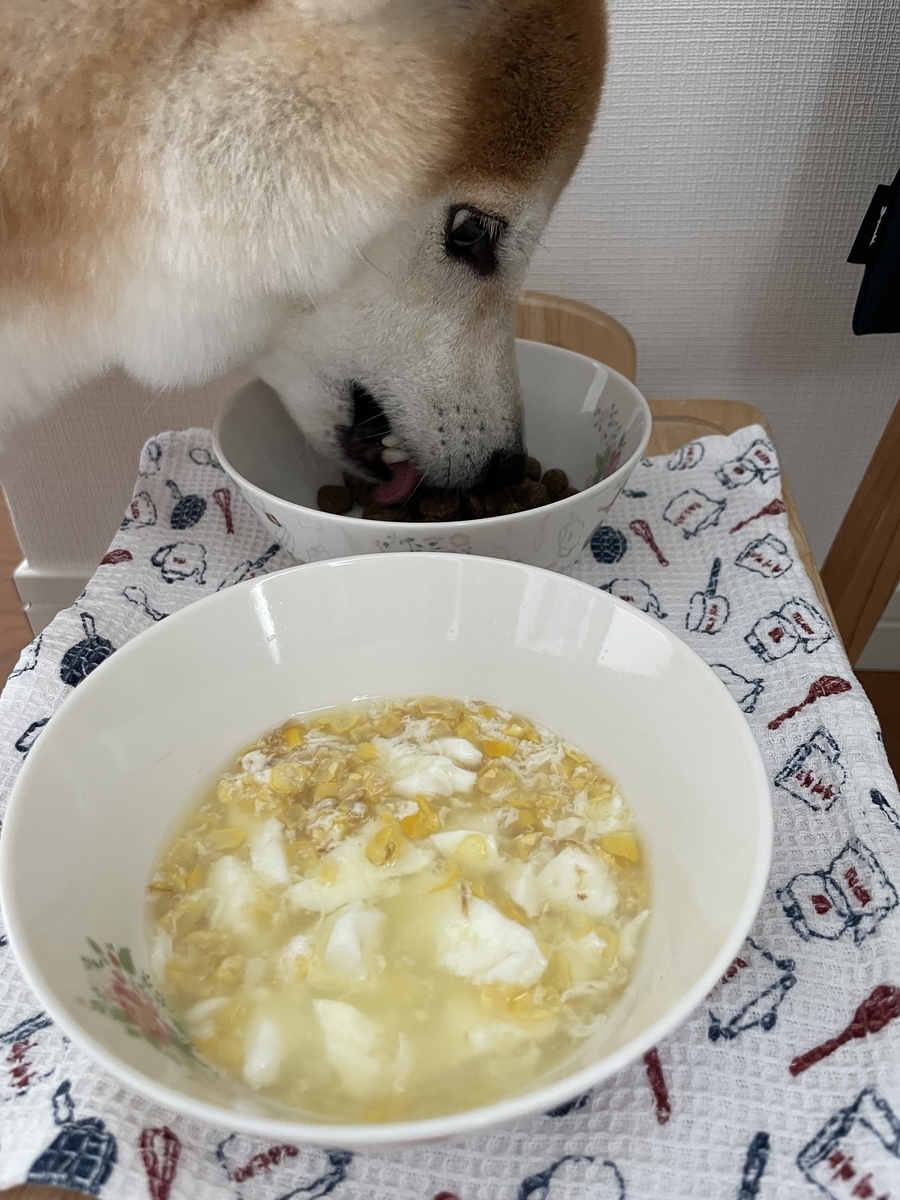 ご飯を食べる犬