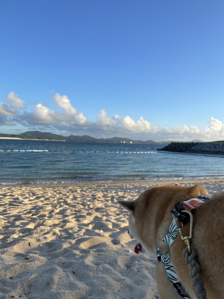 海と犬