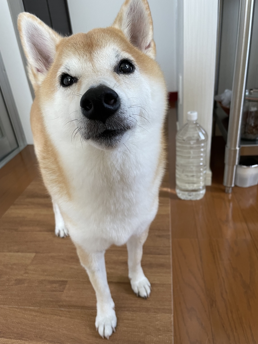 カメラ目線の犬