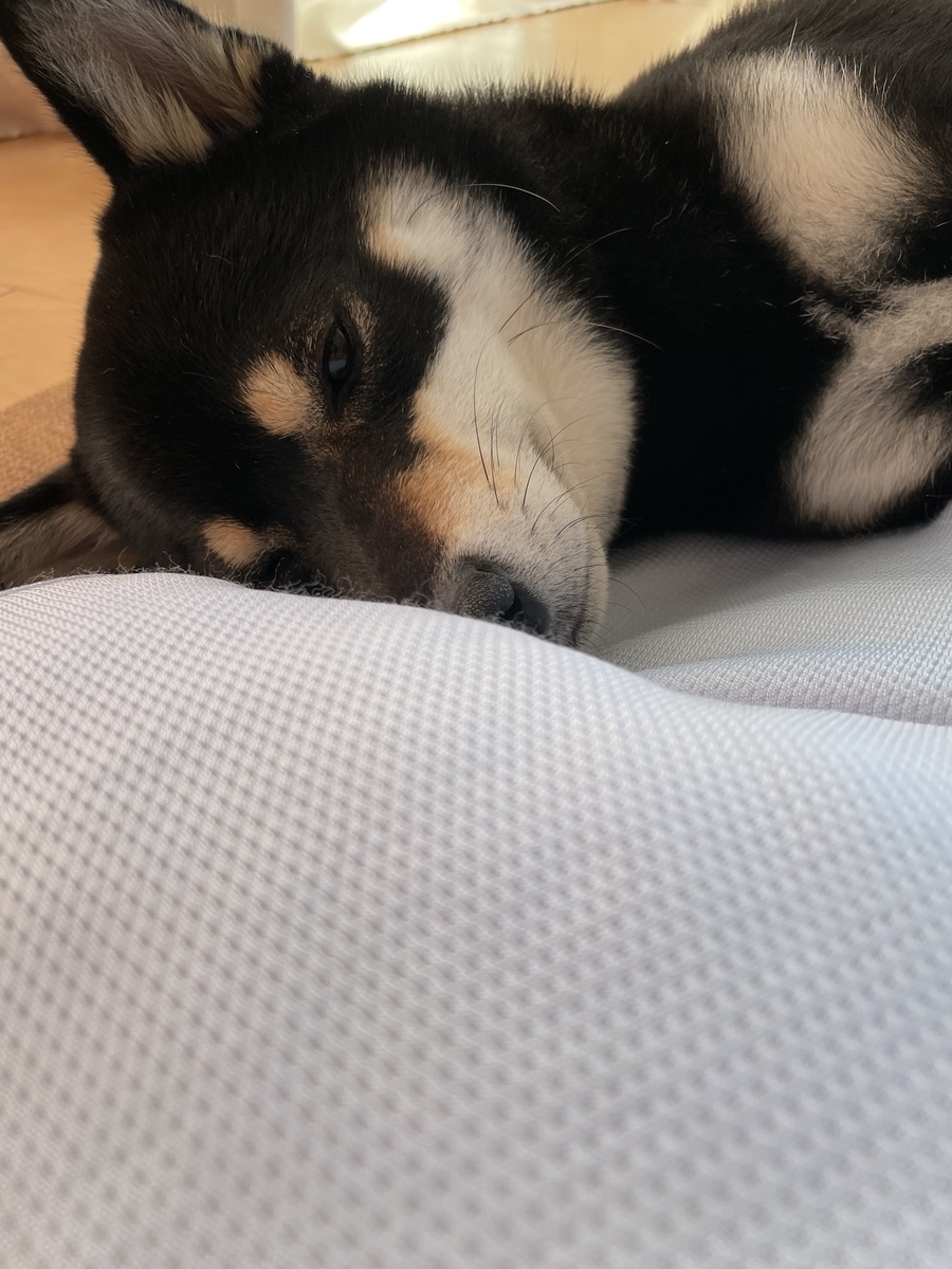 眠る犬