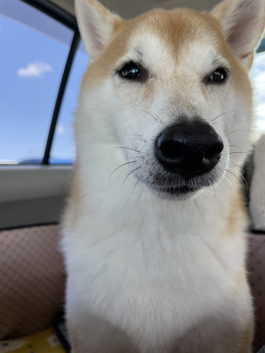 青空と犬