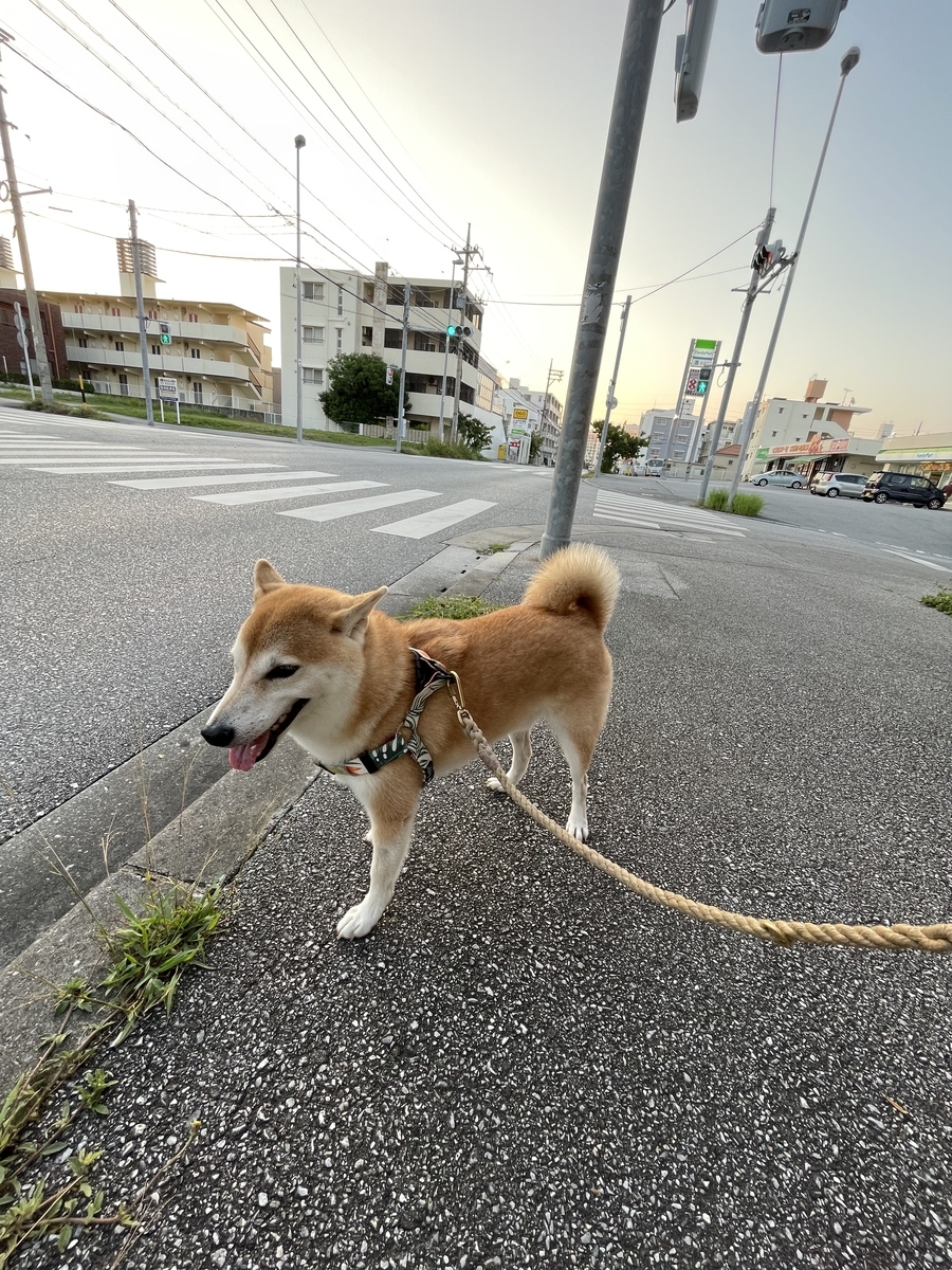 散歩する犬