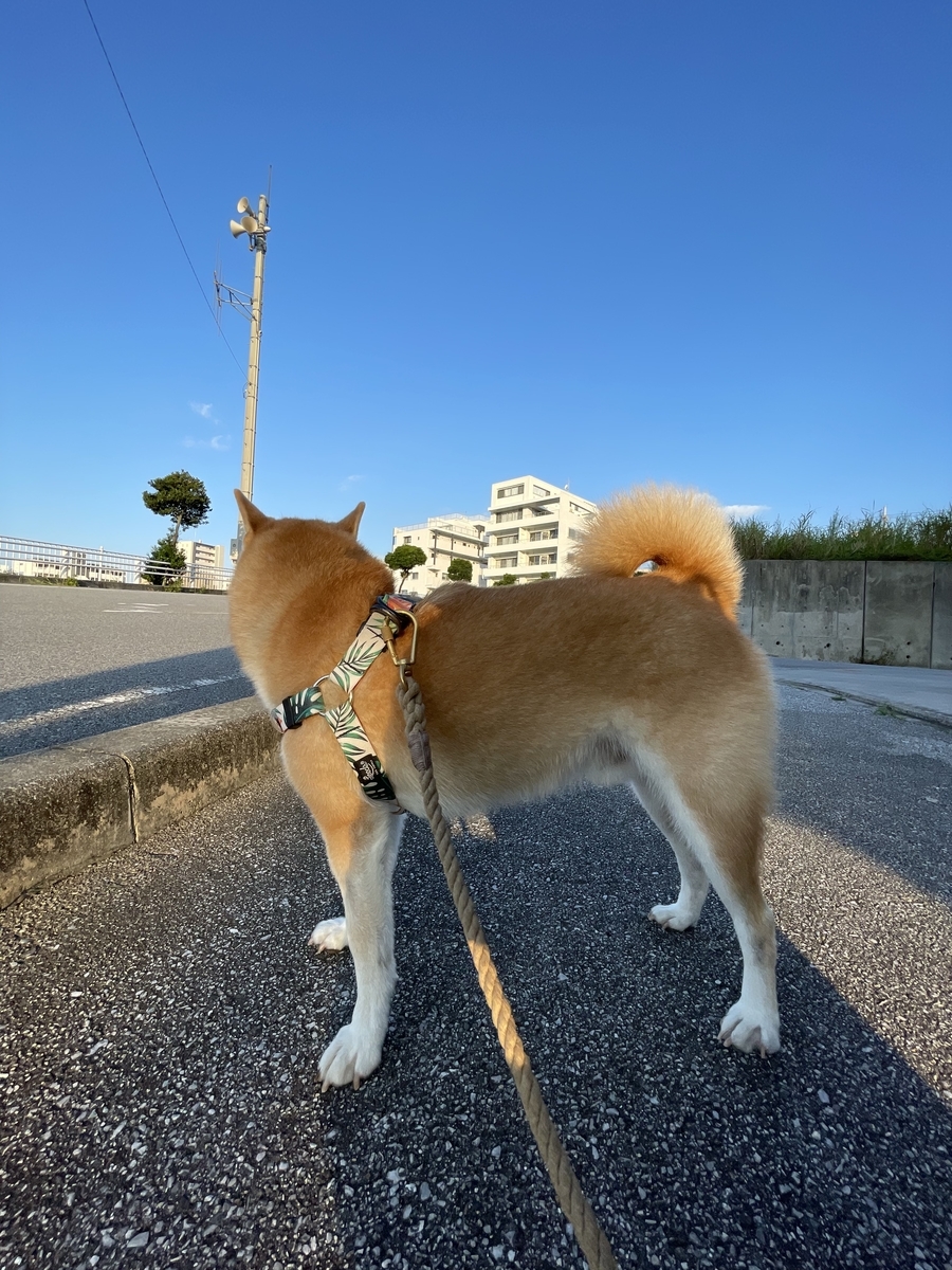 青空と犬