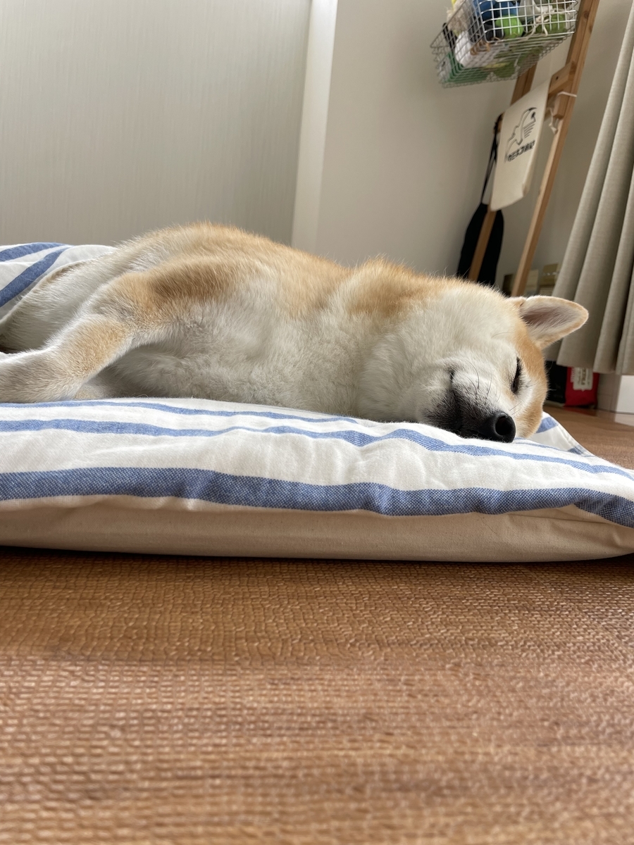 眠る犬