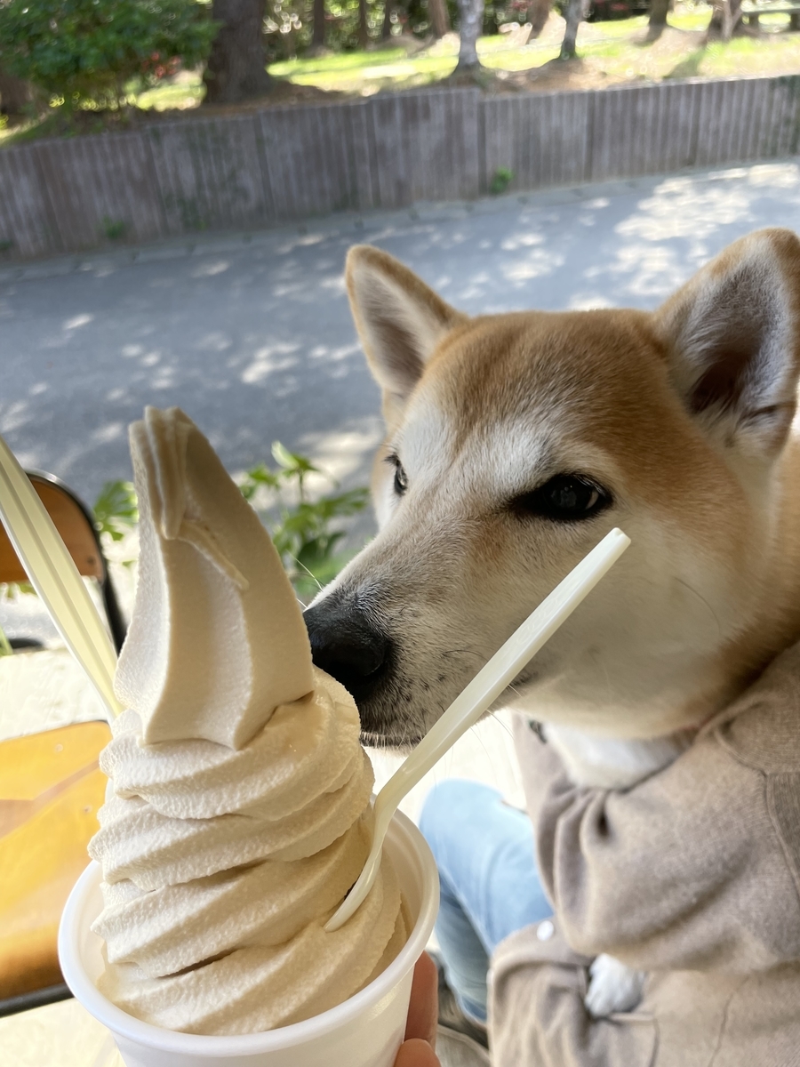 ソフトクリームと犬