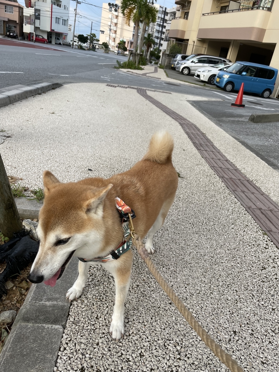 散歩する犬