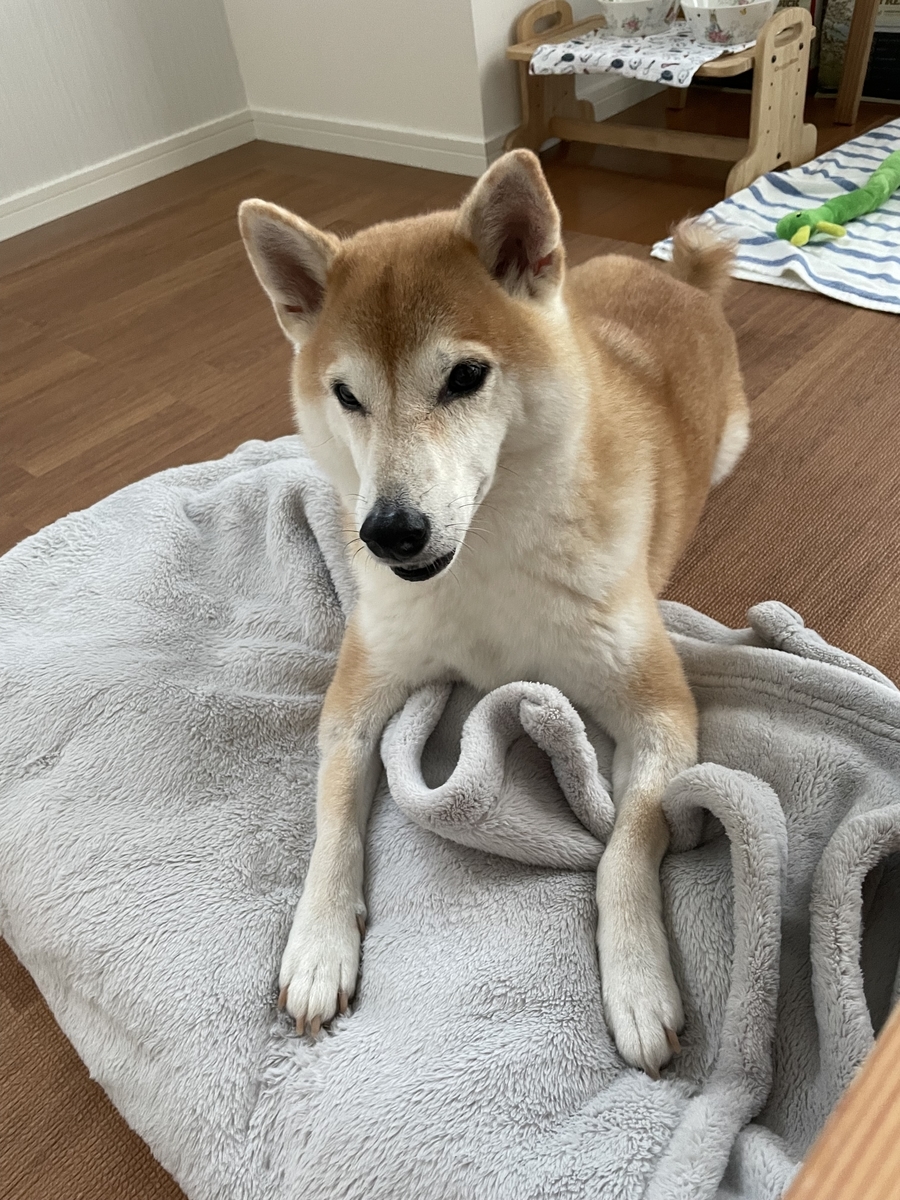 伏せする犬