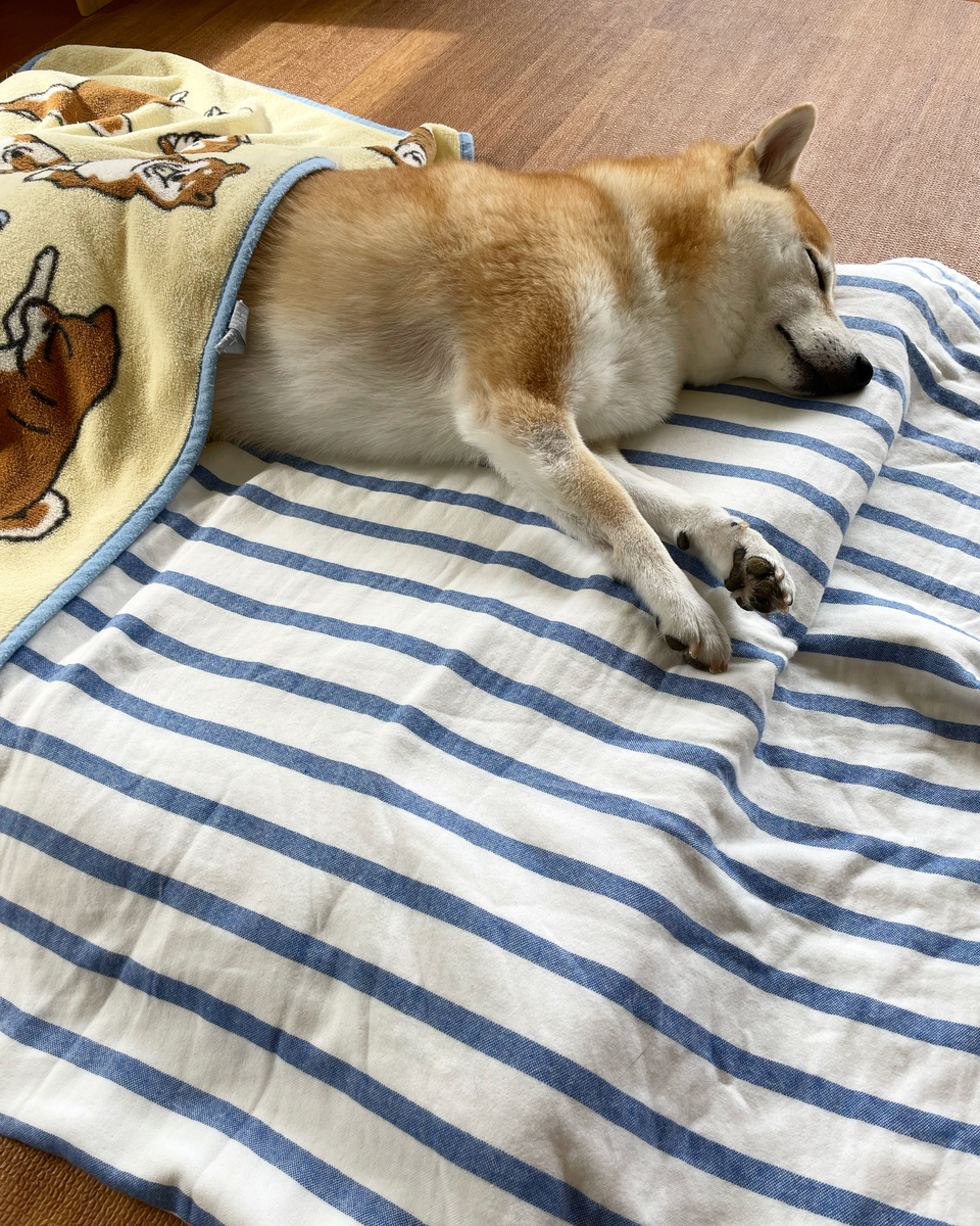 眠る犬
