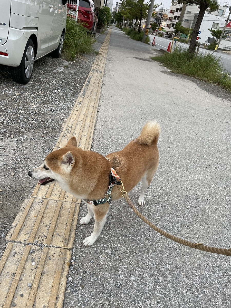 散歩する犬
