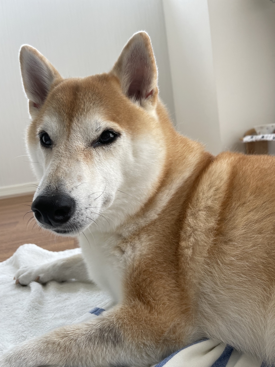 見つめる犬