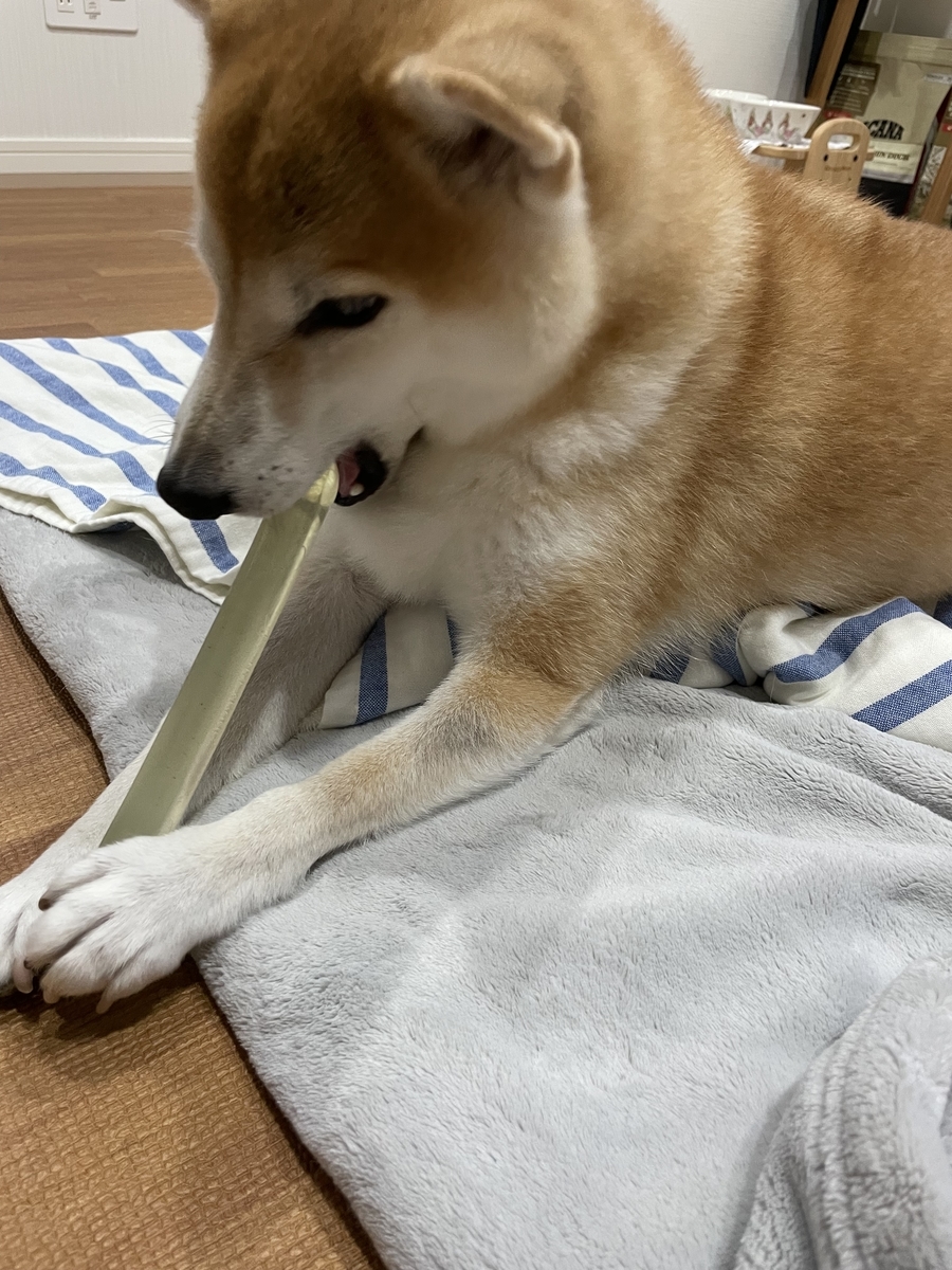 骨を噛む犬
