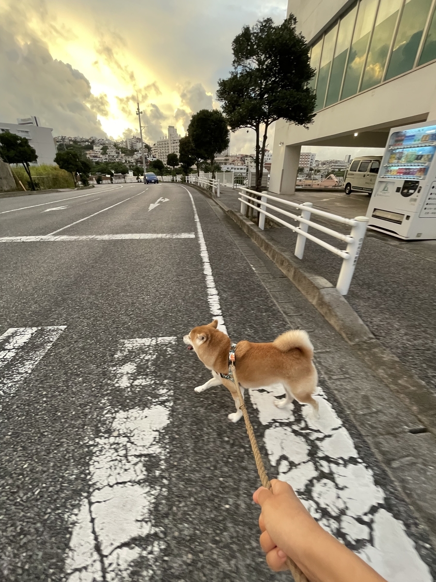 朝日と犬