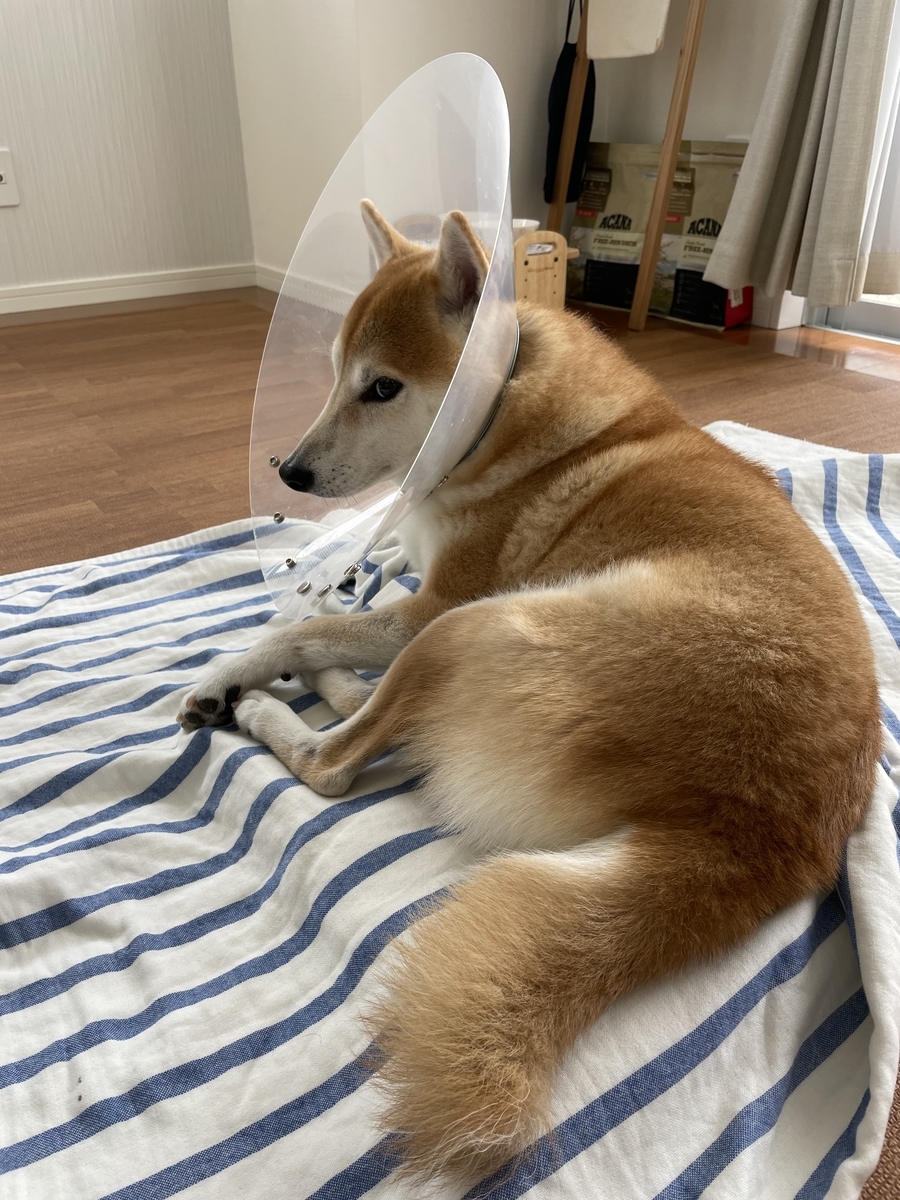 寛ぐ犬