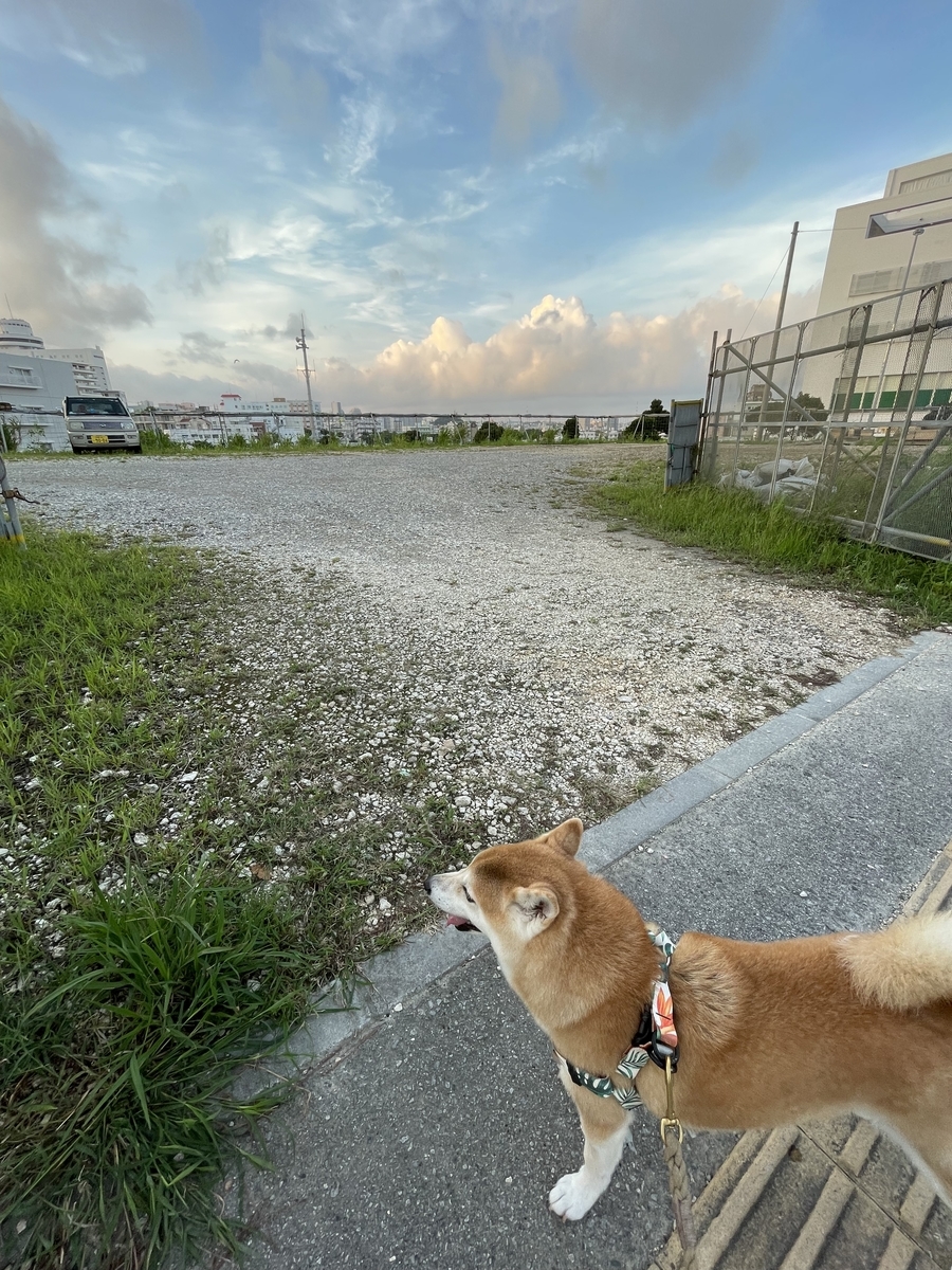 空と犬