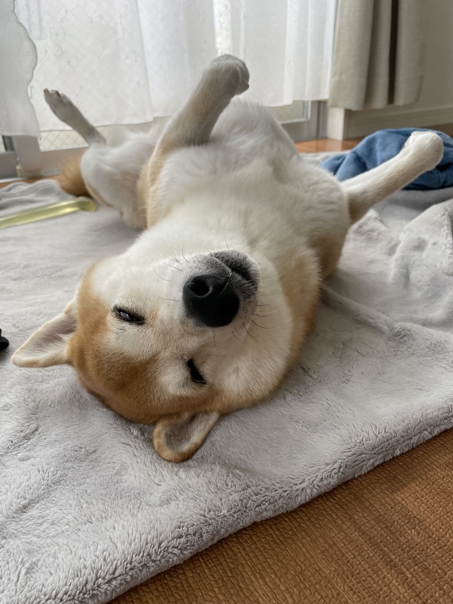 仰向けで眠る犬